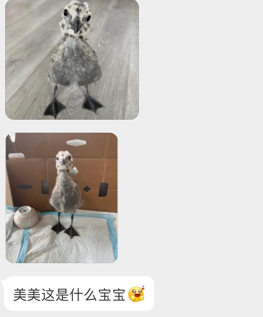 海鸥的宝宝🐦小脚丫也太可爱吧！ ​​​