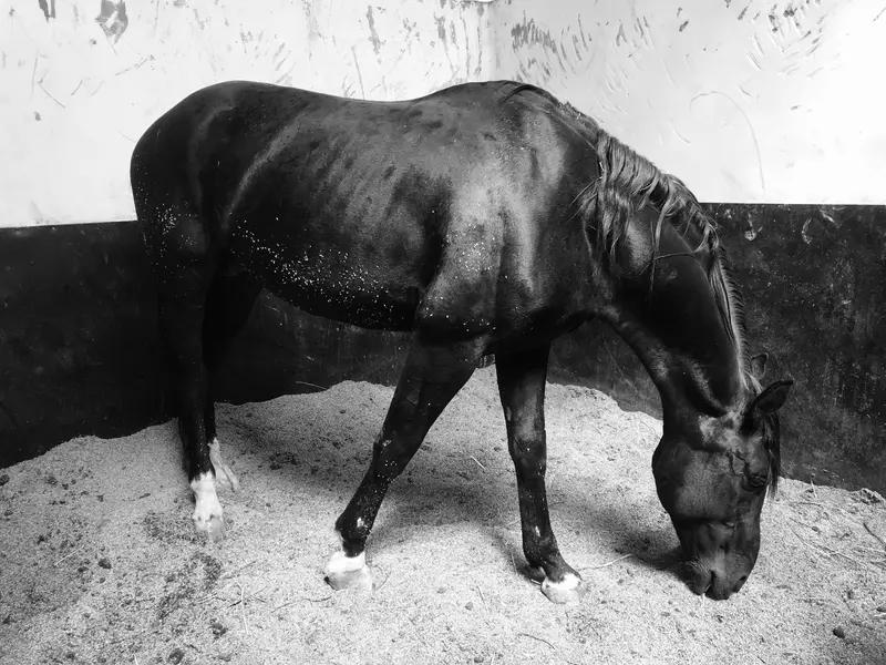 马怕它的蹄子。不然它可太容易拐跑了。我窗外就有马，它天天在栏杆旁，一心想着出去。