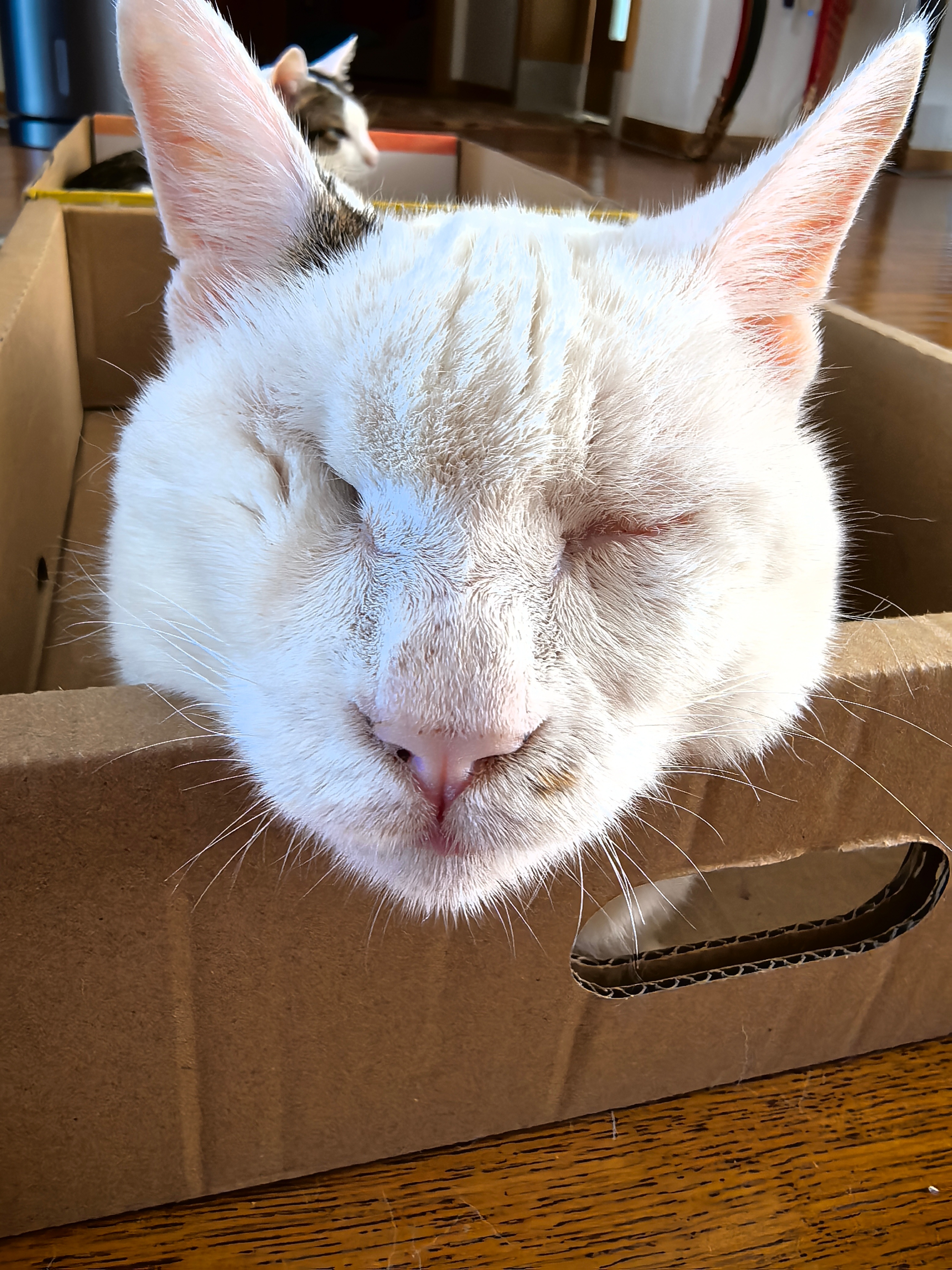 小米向姨姨们问好！猫猫咪