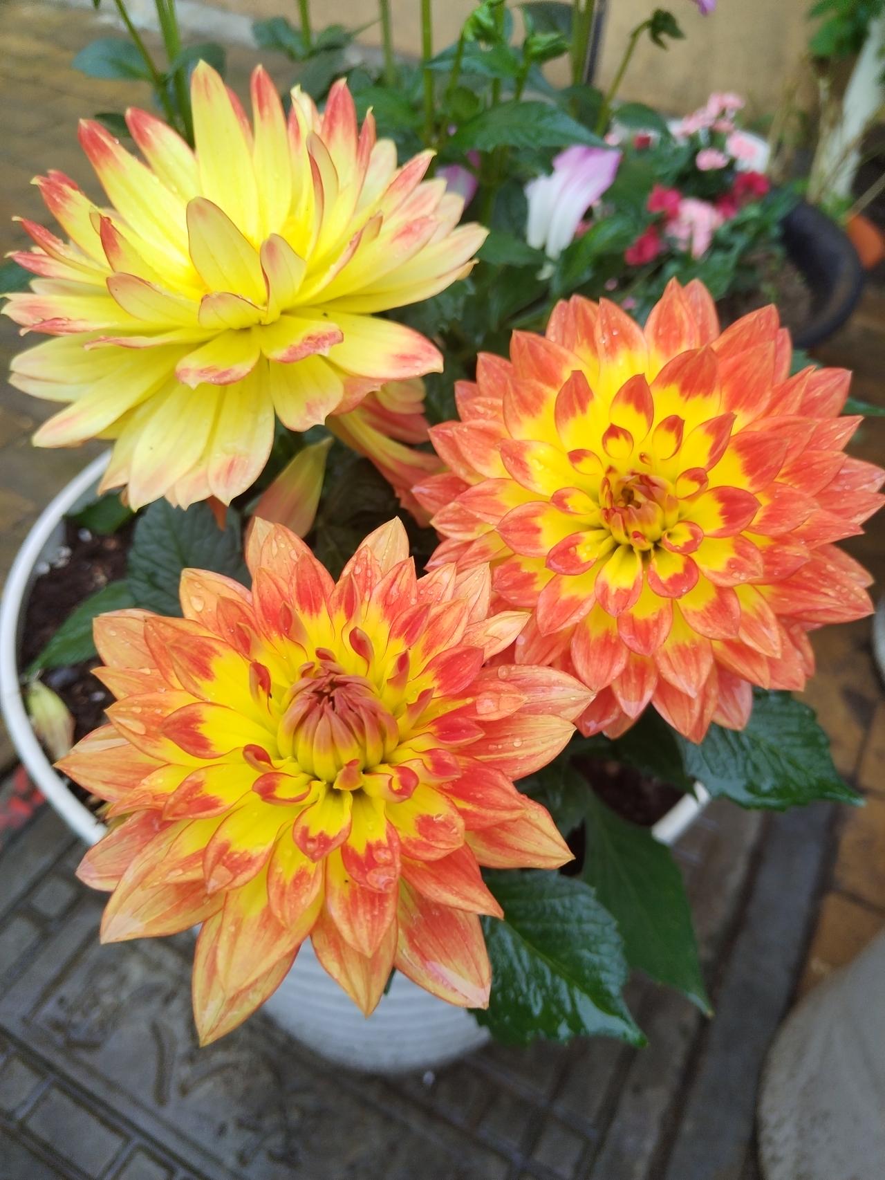 【趣联联趣】
上联：东风，扬帆万里人思故
下联：？
【一字千金】
《访春·其二》