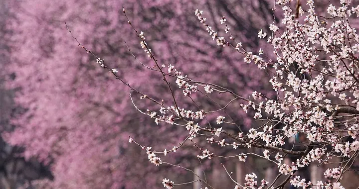植物园|北京：奥森公园桃花谷山桃花进入盛花期