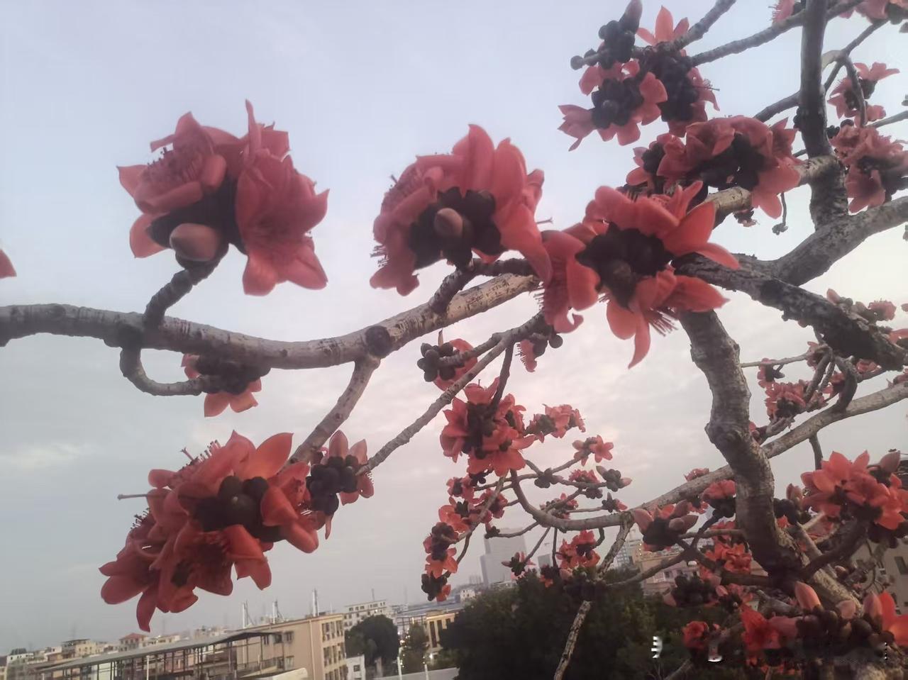 在繁忙的街道上，一抹鲜艳的红色花海，为生活增添了一抹诗意。