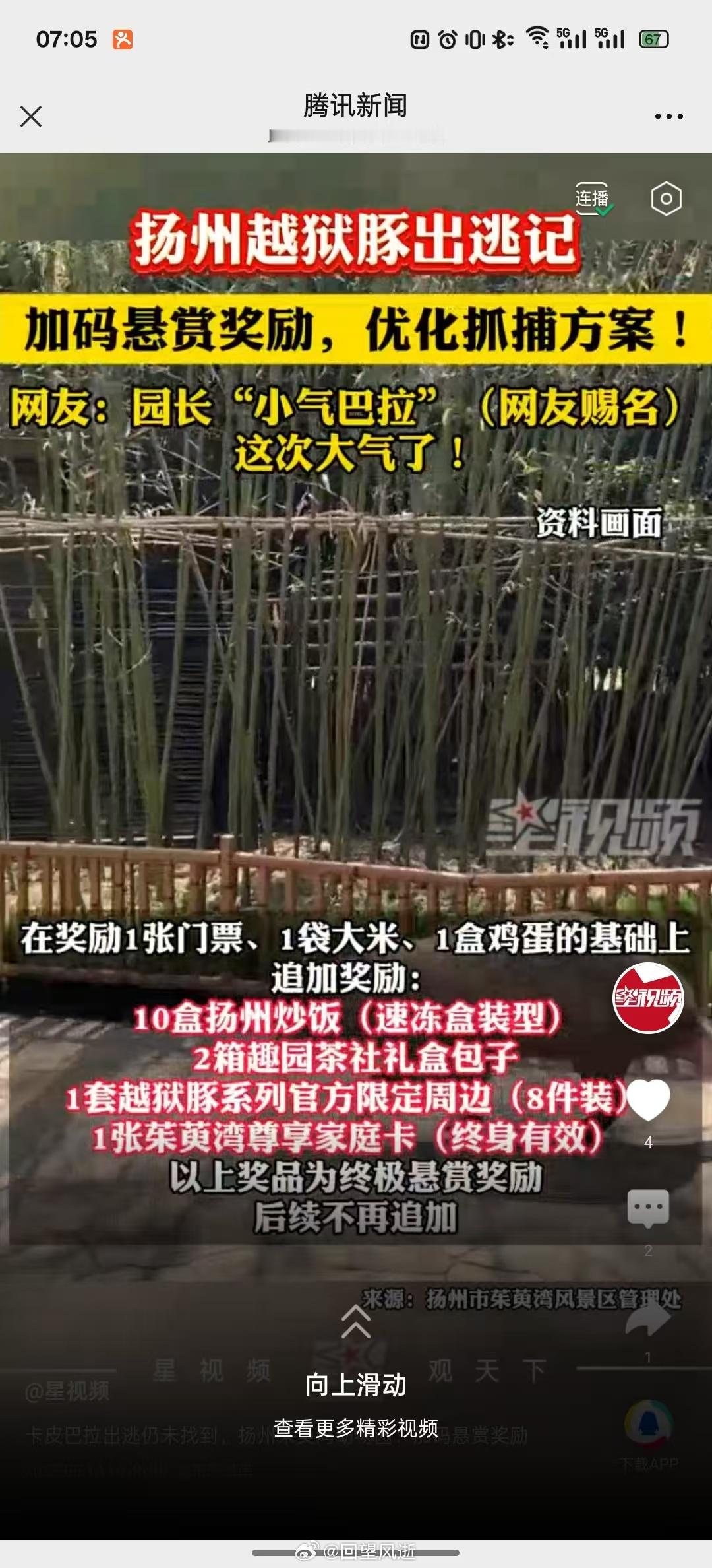 有人和我一起出门抓卡皮巴拉吗？[笑cry] ​​​
