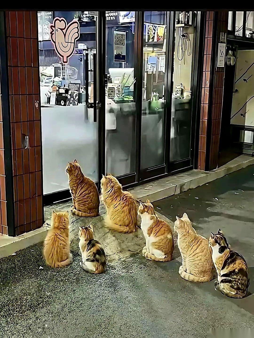 今天下班路上，我傻站了十分钟。
就为了一群猫。
一群排着队的流浪猫，就那么安安静