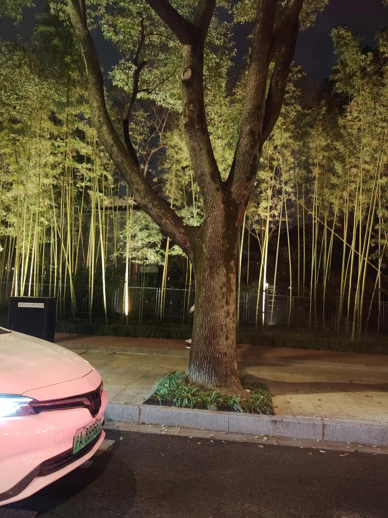 一夜春风满树春
两旁绿化竹叶青