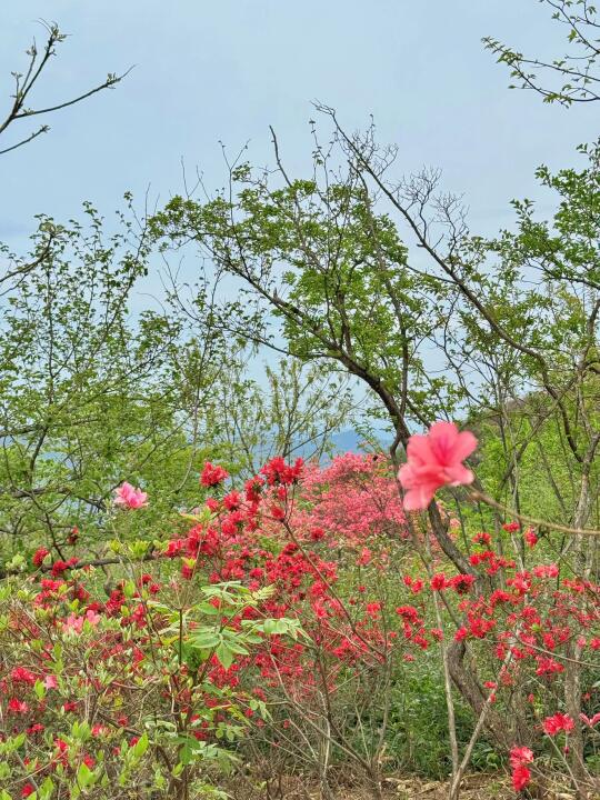 假期出行…来百丈赏一场春日花海