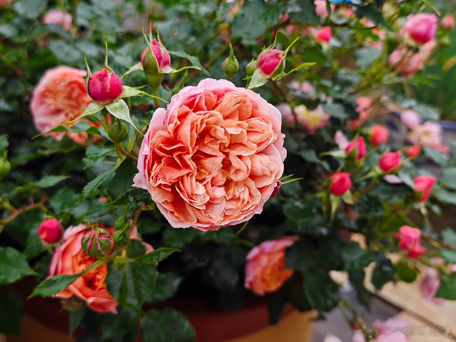 人间烟火，月季温柔，治愈所有平凡～ 