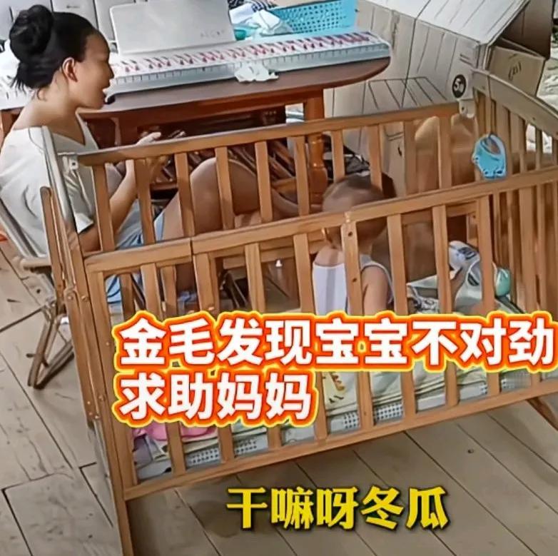 宝宝吞进龙眼被卡，金毛发现急得团团转，求助宝妈，妈妈还在玩手机，
问狗狗这是干嘛