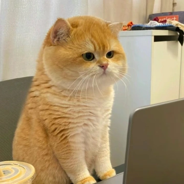 照烧丸