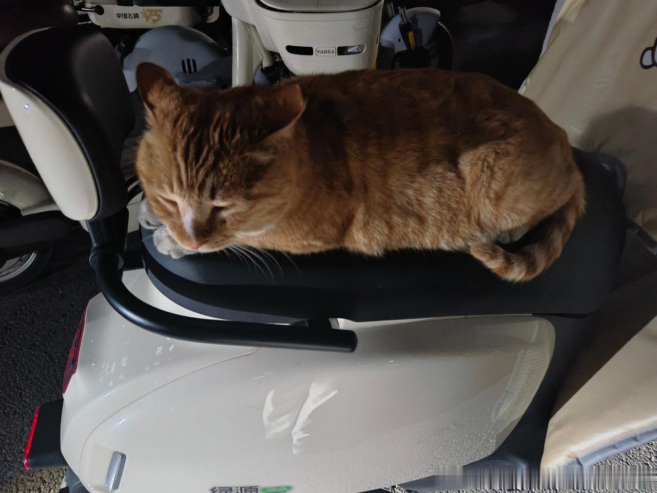 49743【心灵丑】此肥猪赖在筒靴的电动车上死活不走 高柱好心上前驱赶被此猫打 