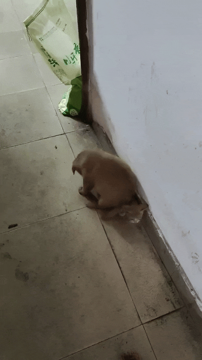 你瞅瞅这小狗崽，恁小都学会欺负猫了！一屁股直接给小猫压在墙根儿底下，压得那猫直嗷