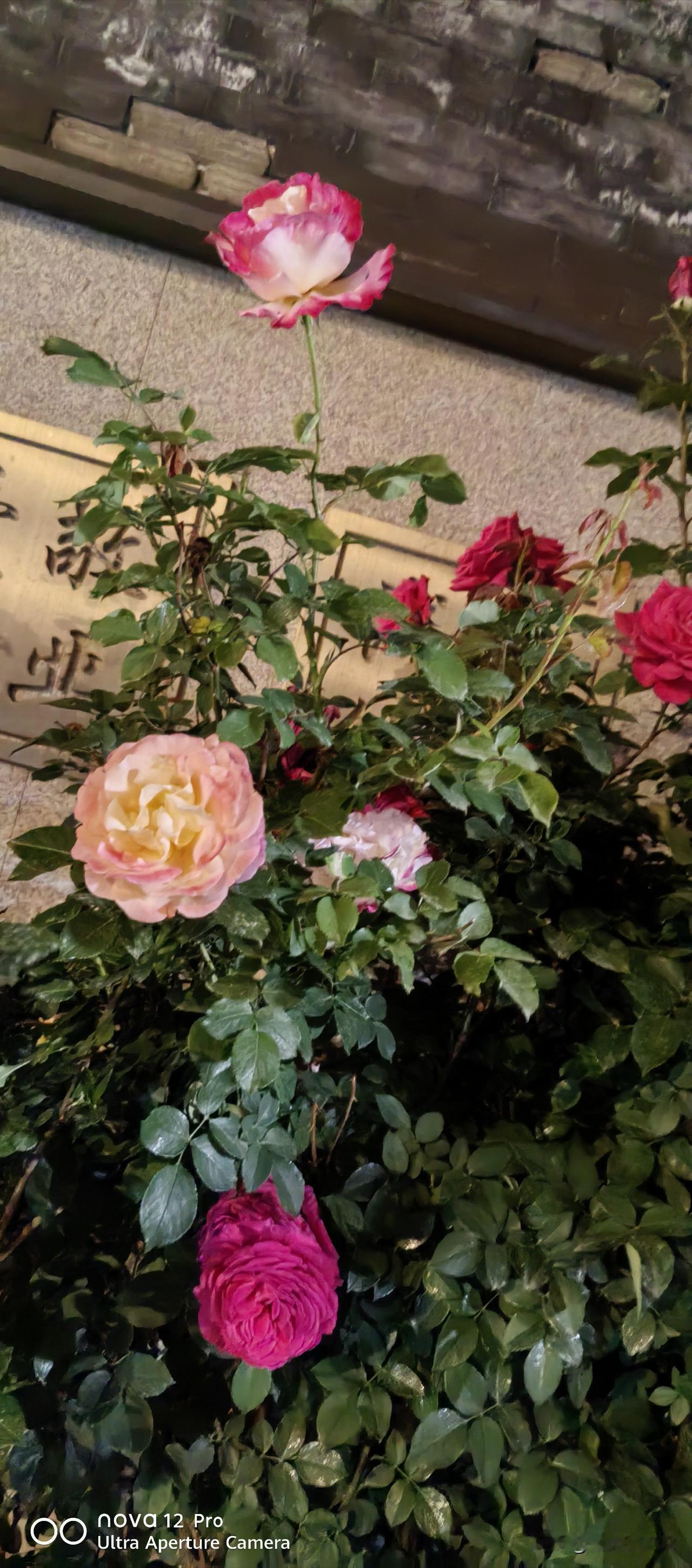 真心话茶局
