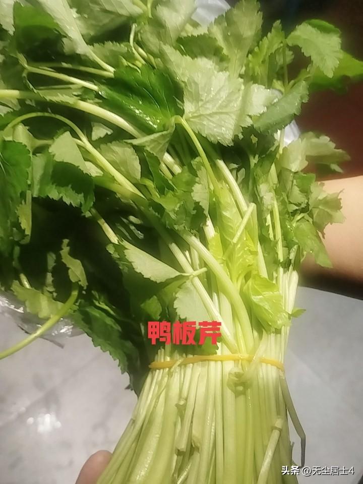 春季，黄山徽菜的餐桌上又增添了不少纯绿色天然蔬菜，鸭板芹，就是长在溪流边上，有淡