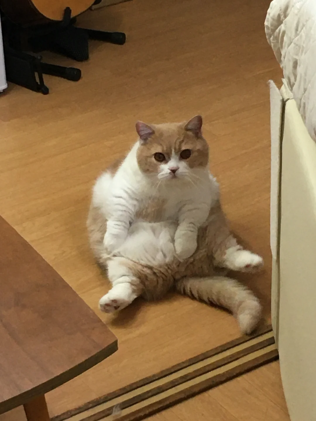 大鲤子鱼打挺