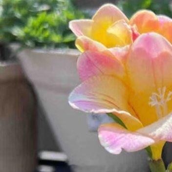 香雪兰养护方法:1️⃣ 光照：香雪兰喜光植物，光线充足的环境是必须的。最好每天保