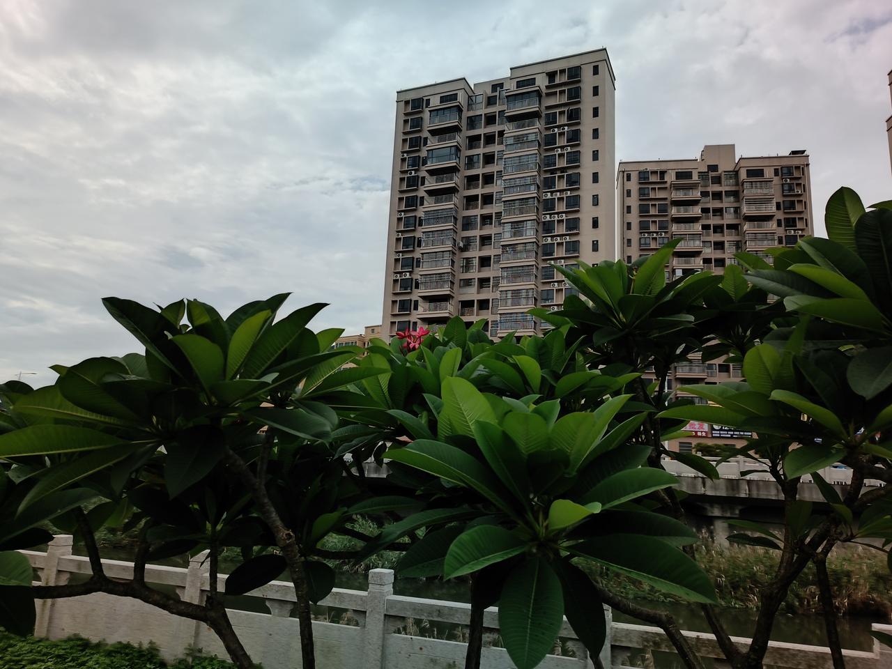 分享一张相栅里随手拍的夏日天空
随手一拍都很美
夏日的鸡蛋花，紫薇花
绿绿的叶子
