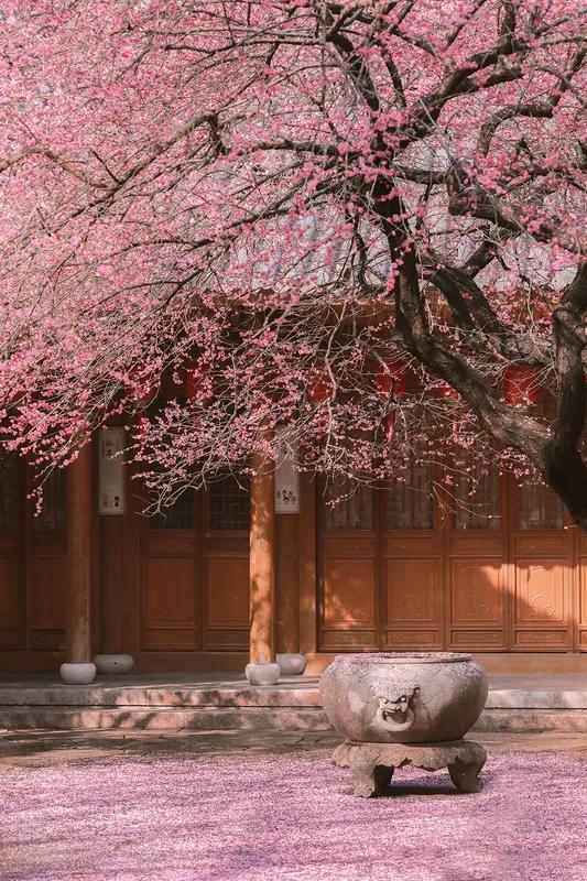 月上海棠·篱院
作者：莲花书院

篱笆墙外无人见。
掩闲门、红杏出梢怨。
恨倚东