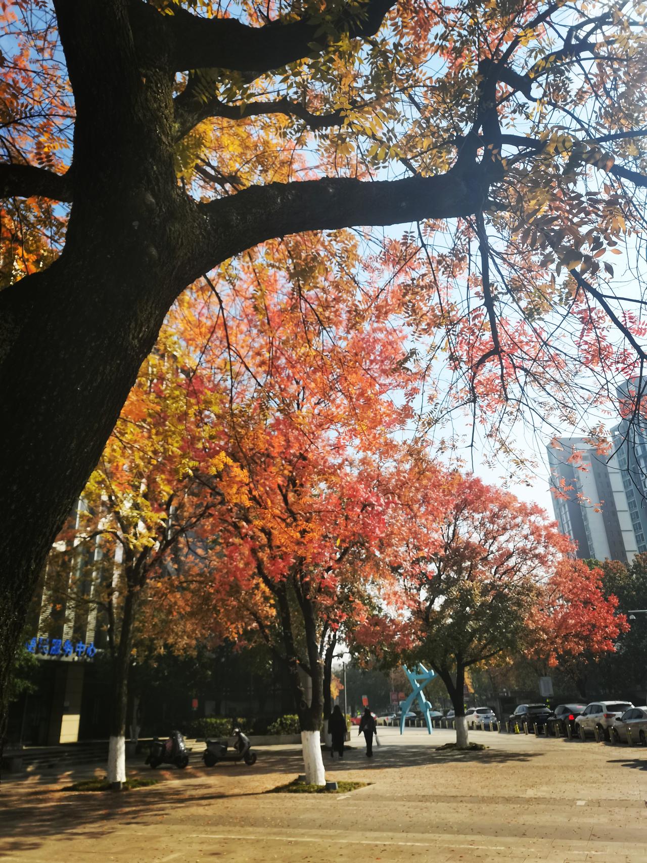 路边的枫叶🍁红了，红得那样决绝！
丝毫没有花朵的娇羞。
有人说，枫叶是用整个生