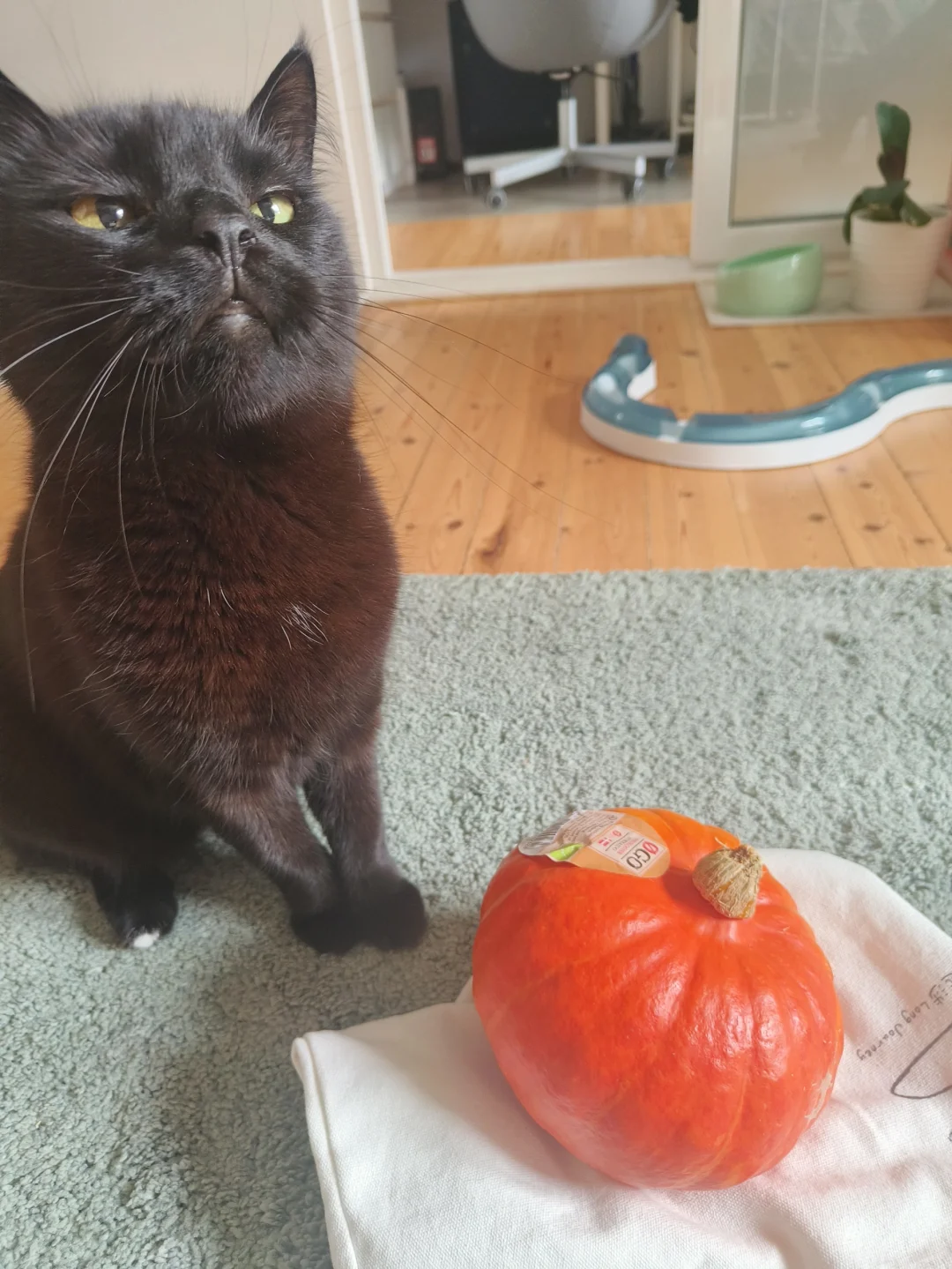 小猫咪有一颗小南瓜🎃