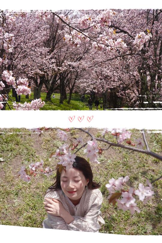 走，看樱花去🌸日本最晚的樱花开啦～