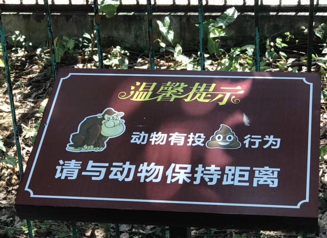 动物园的猩猩这么猛吗😨 