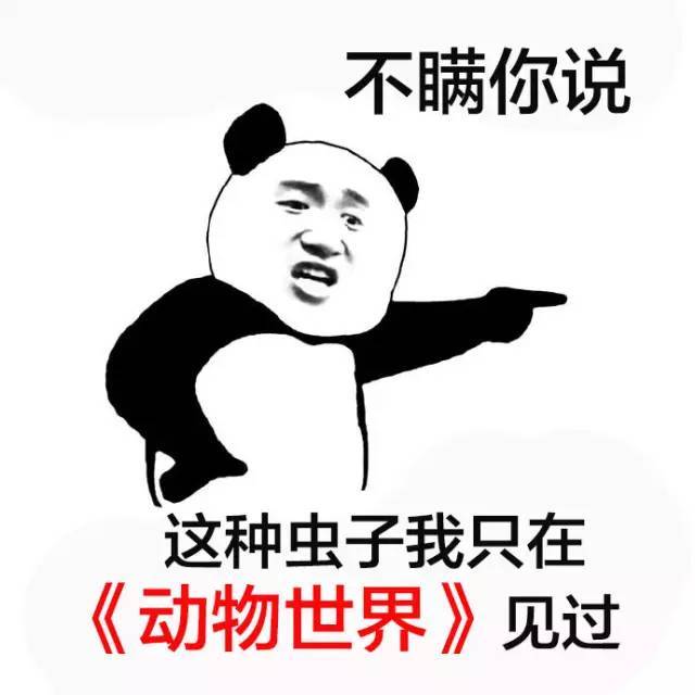 【巨形昆虫：不靠氧气，全靠自己！】在大约3亿年前的盘古大陆森林中，曾生活着长得像