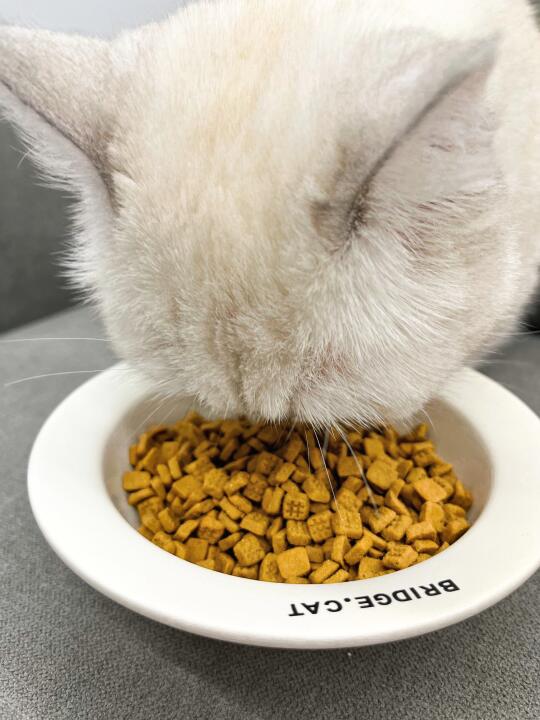 都给我去冲这个巨长肉的猫粮！