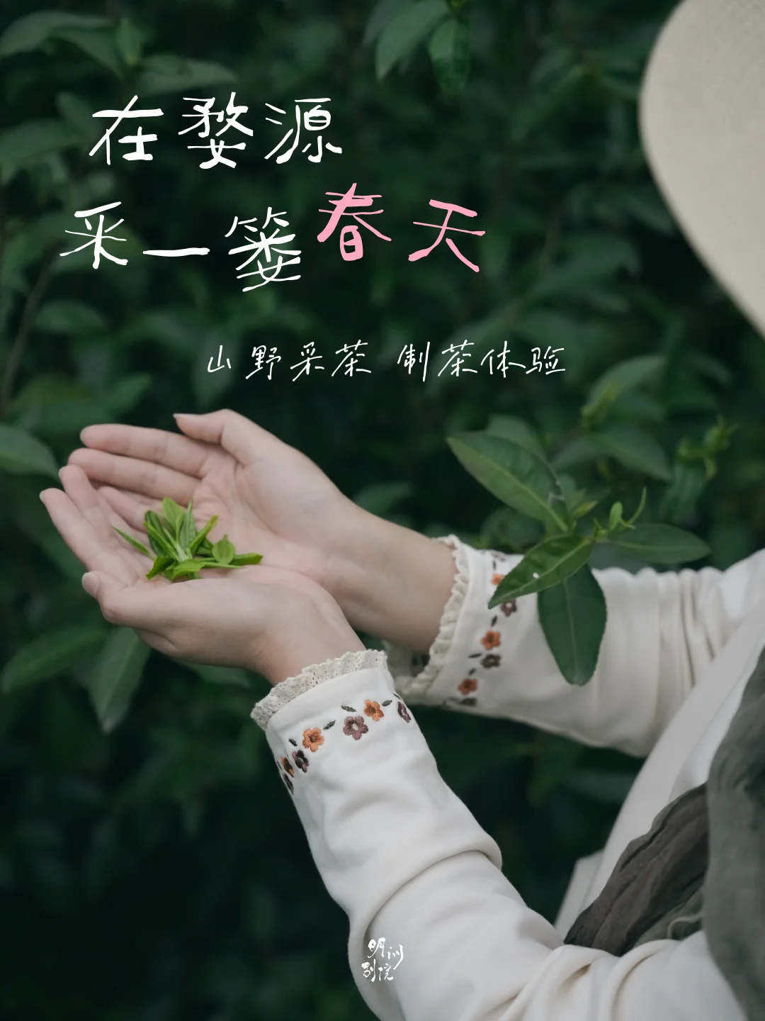 不做游客，去婺源做一日茶农｜山野采茶体验