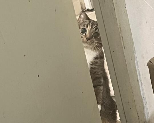 性格不好的猫养不了了