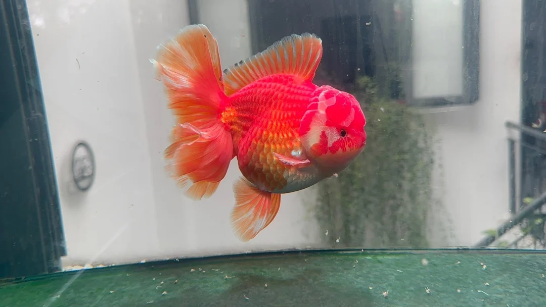 漂亮😻