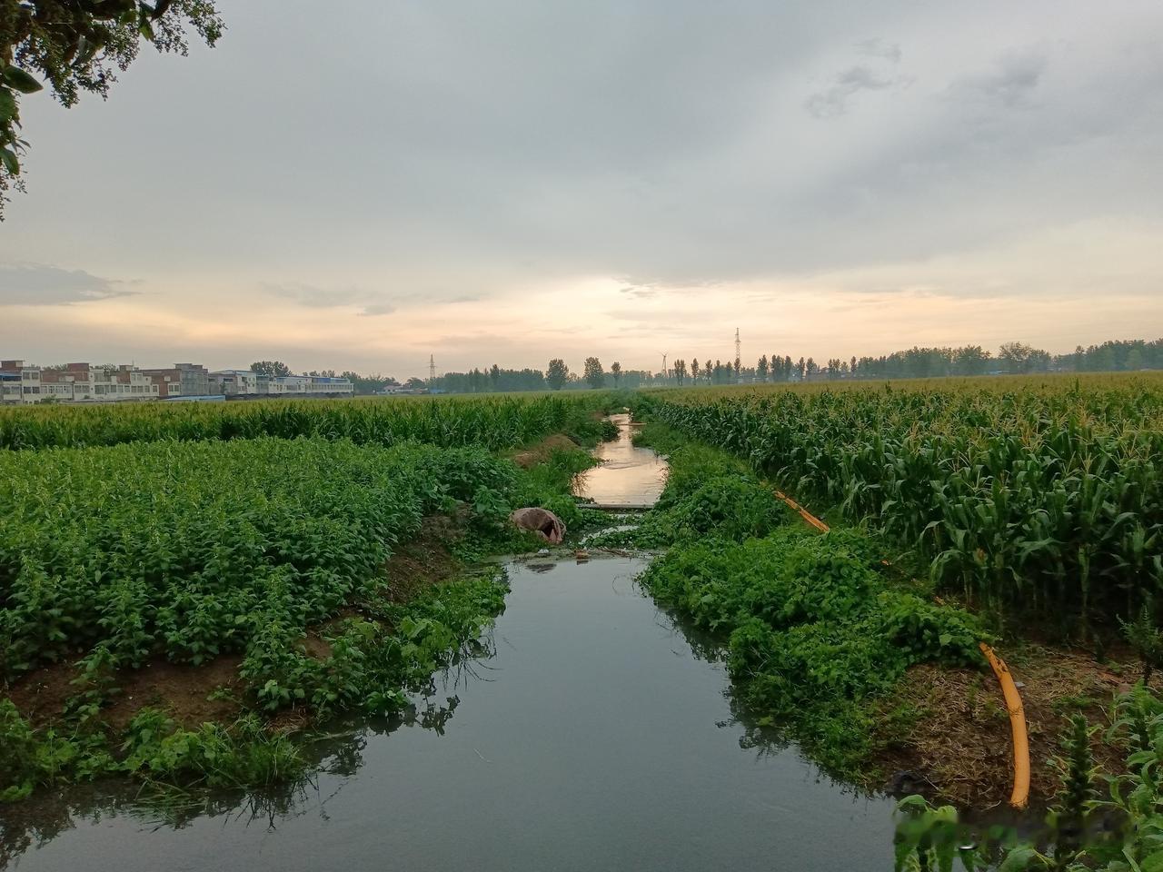 邓州构林突然下了瓢泼大雨，农民再也不用浇地了。
三个多月了，邓州南边几个乡镇没有