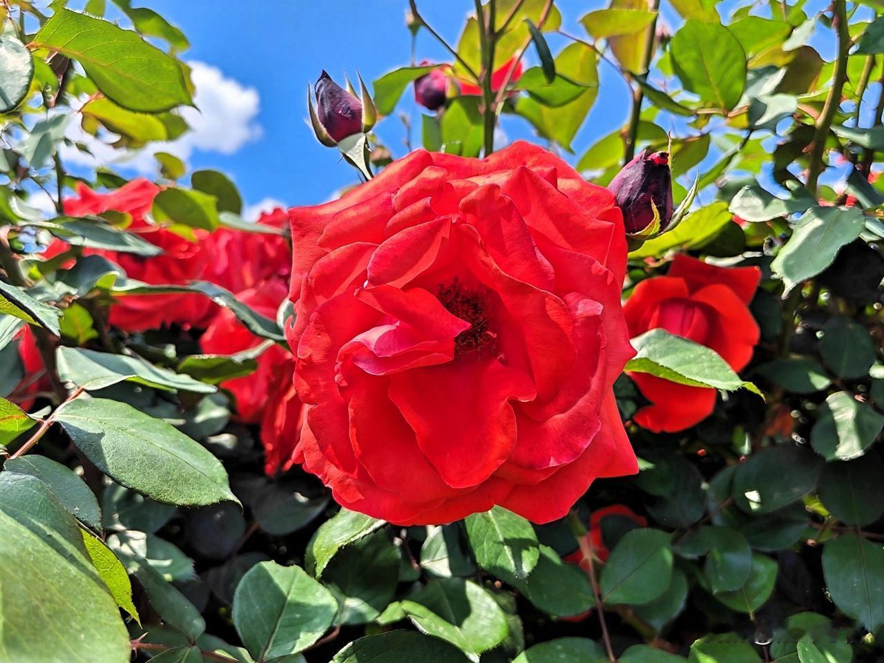 阳光下的红粉月季，绽放出无限美丽！🌹🌞