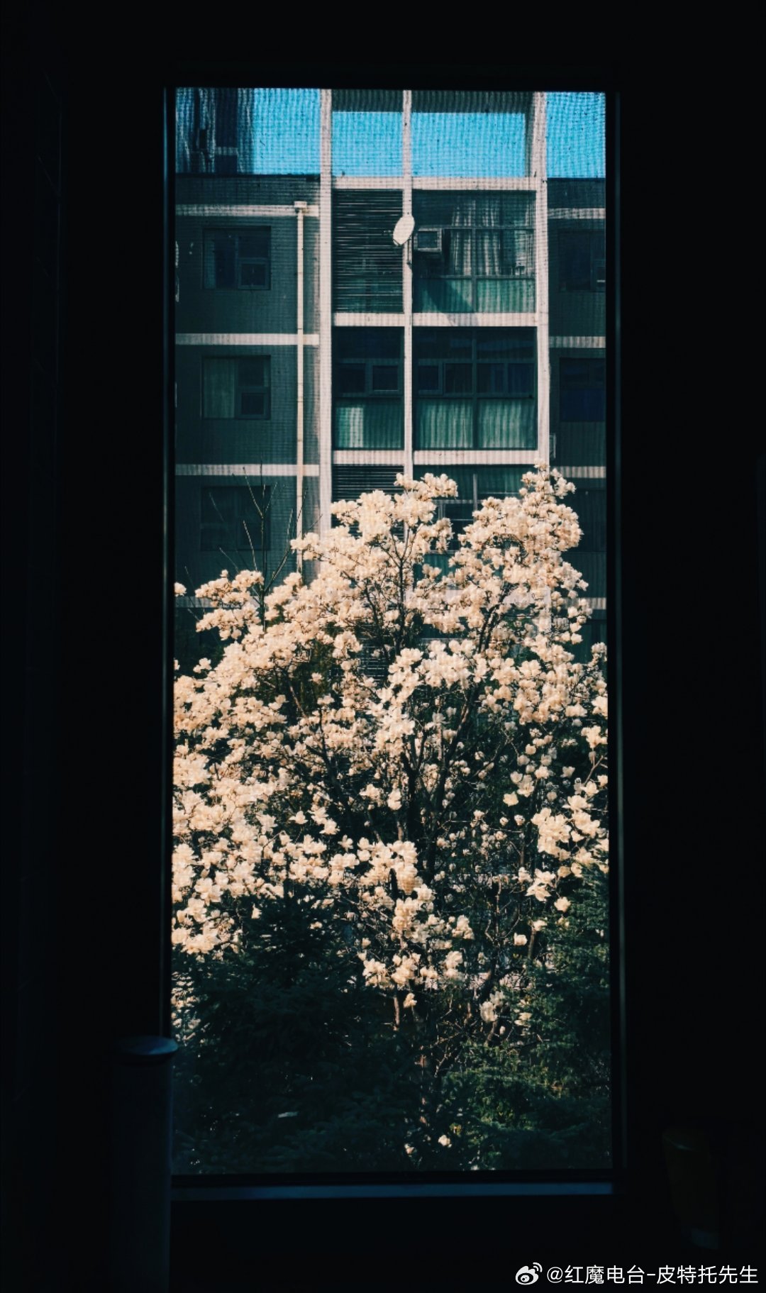 啊，一抬头，发现夏天来了发现生活中的小美好