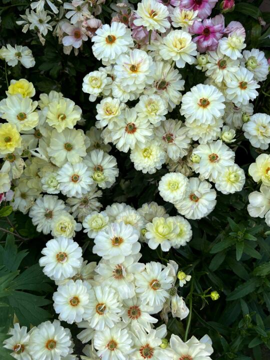 蝴蝶花毛茛