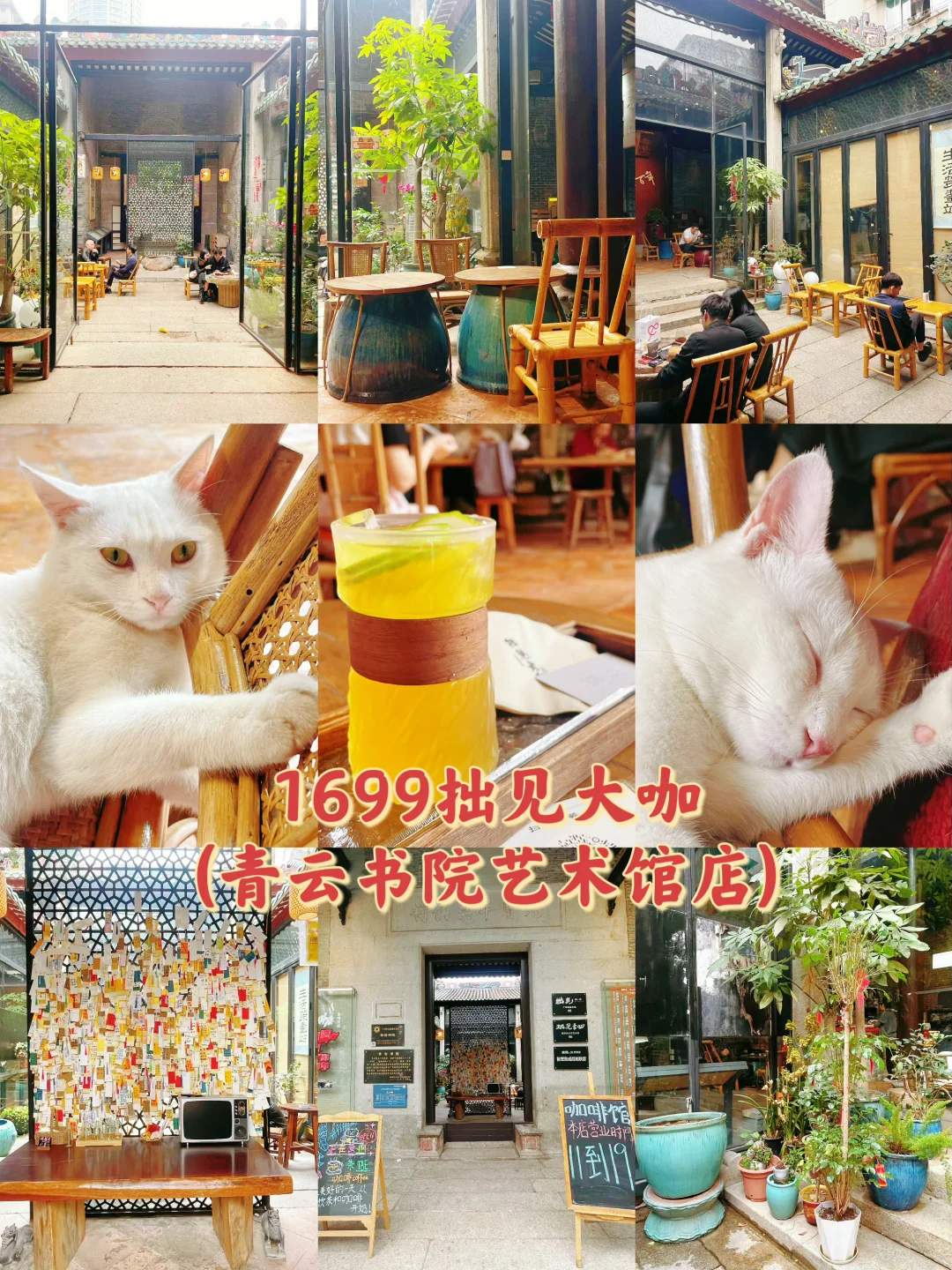 真有猫猫咖啡店！300 年历史的老宅拙见大咖