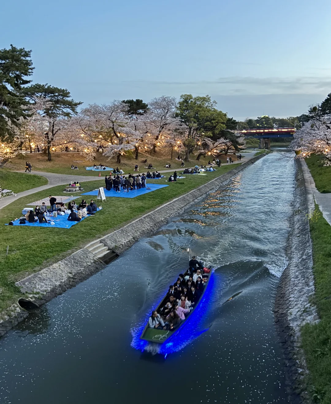 岡崎公园的夜樱🌸