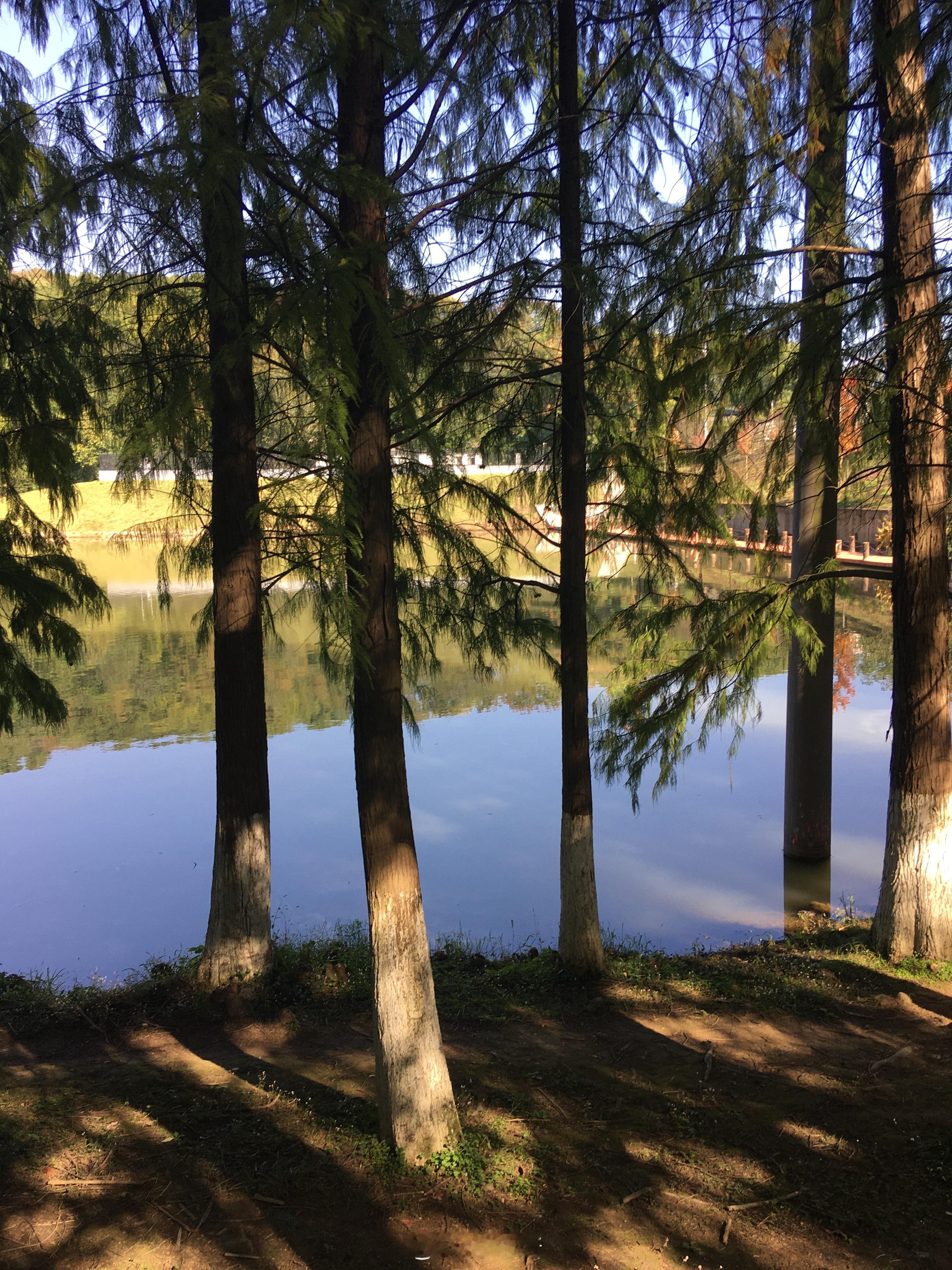 🌲：逛公园！！！天气好的时候不逛公园真感觉亏大了找到个人少的逛好幸福好多树好多