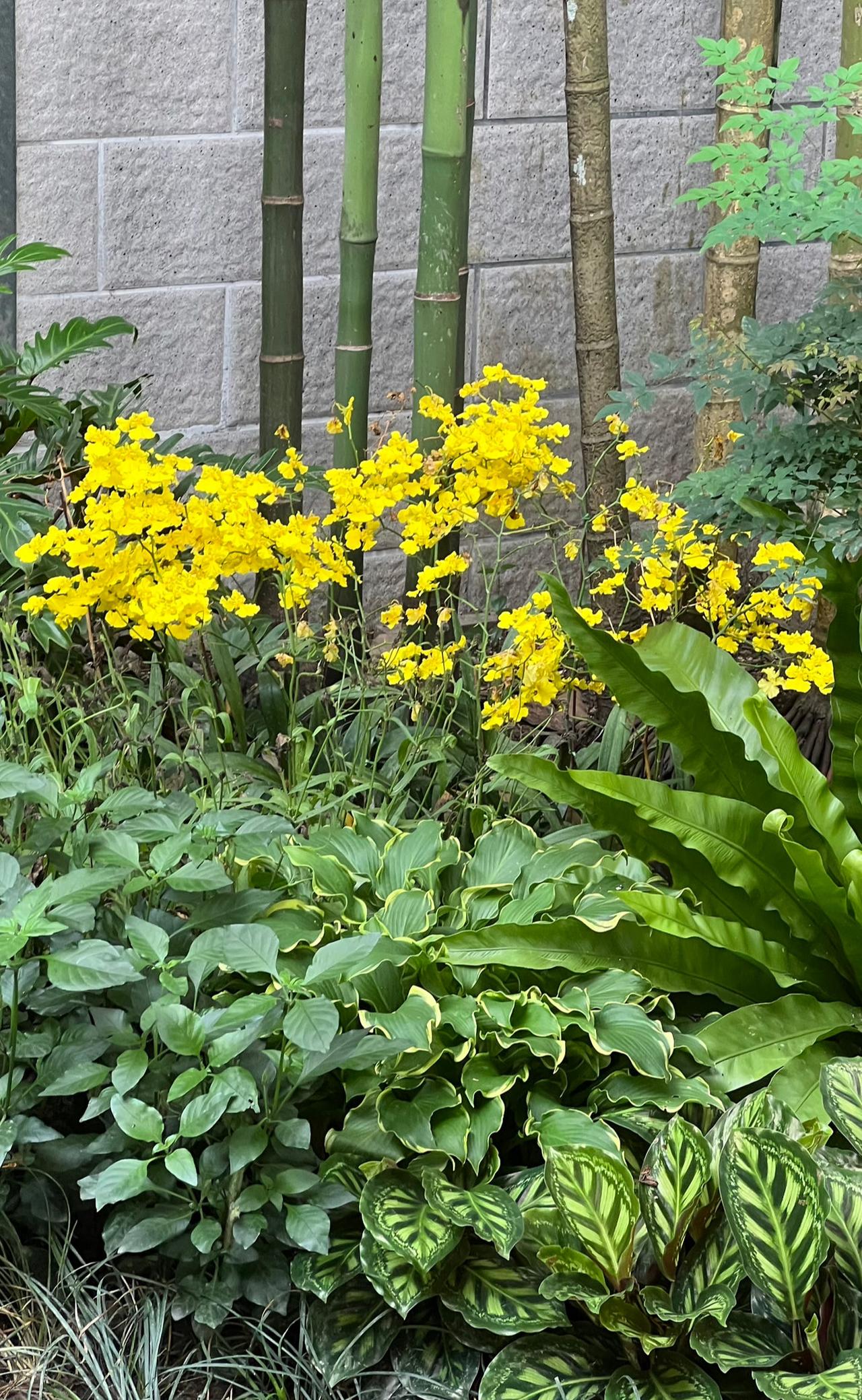 这是我在华南植物园游玩时看到的靓丽花朵 这丛亮黄色的花朵叫‌文心兰‌，它也常被叫