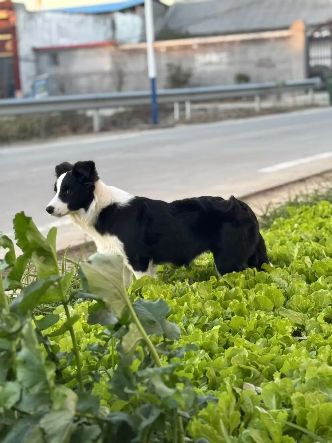 边牧回农村的一天