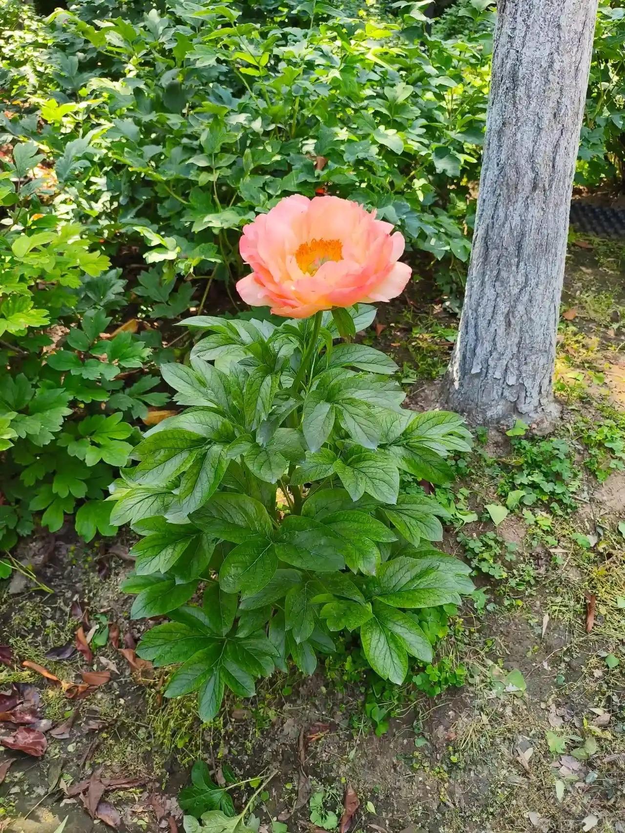 同事为了减肥，花三千多给自己扎了两个月的针，瘦是瘦了15斤，可也把食欲直接干废了