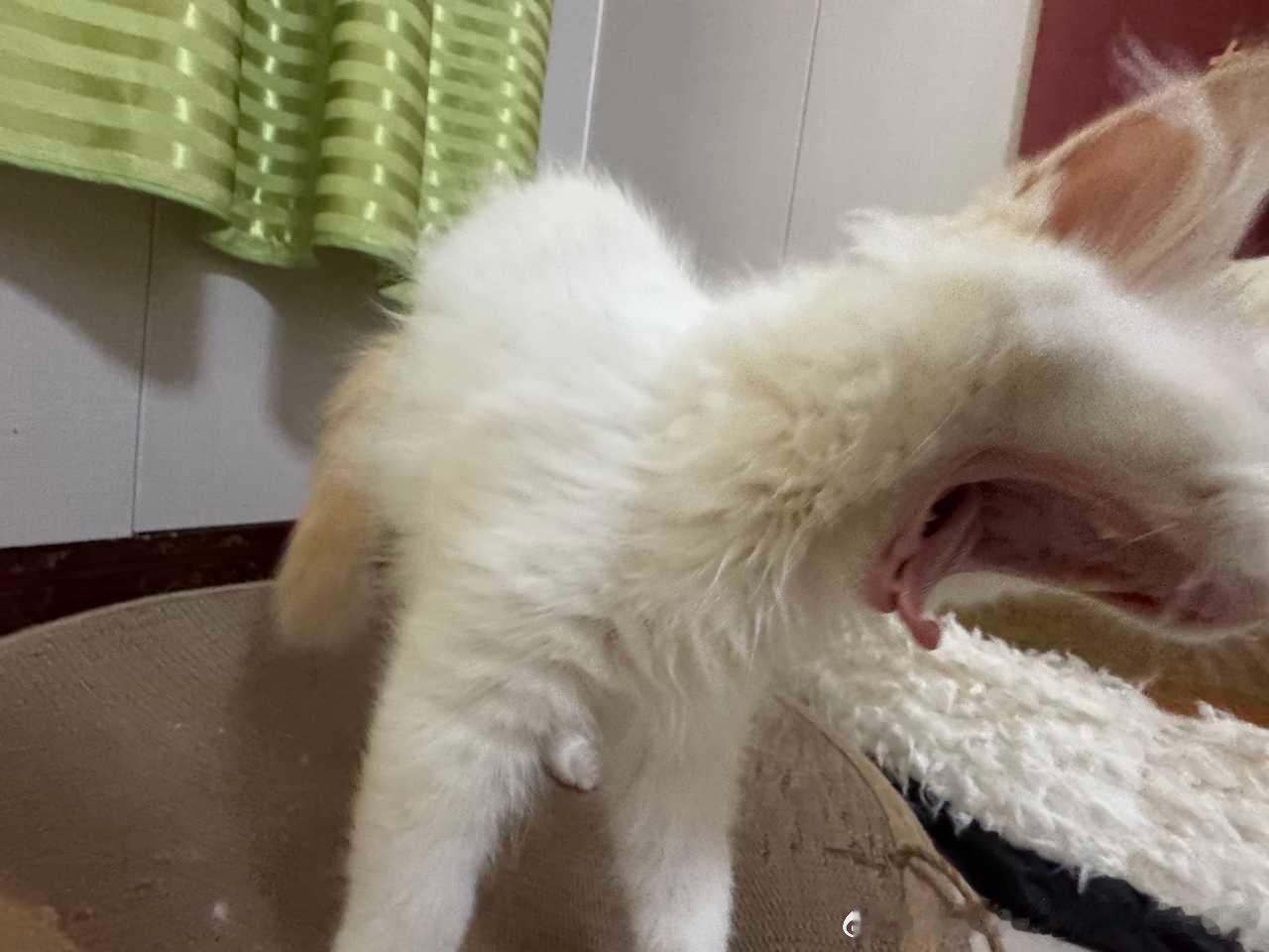 49579【丑猫】这是啥猫？ 