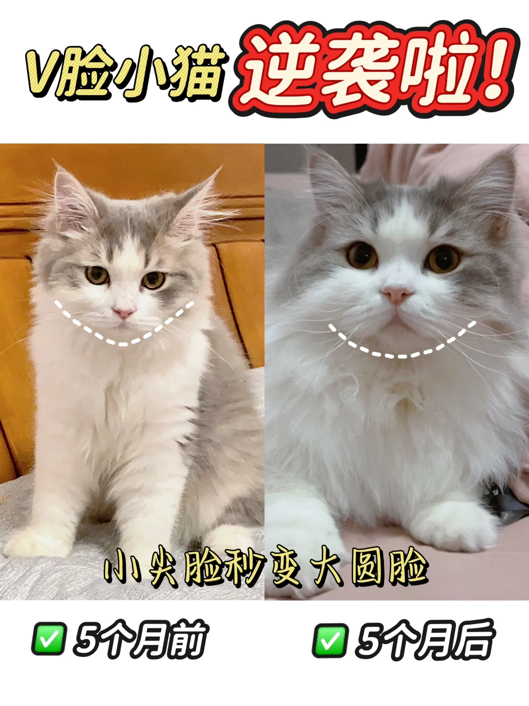 小尖脸逆袭大圆脸 我有话要说！！！