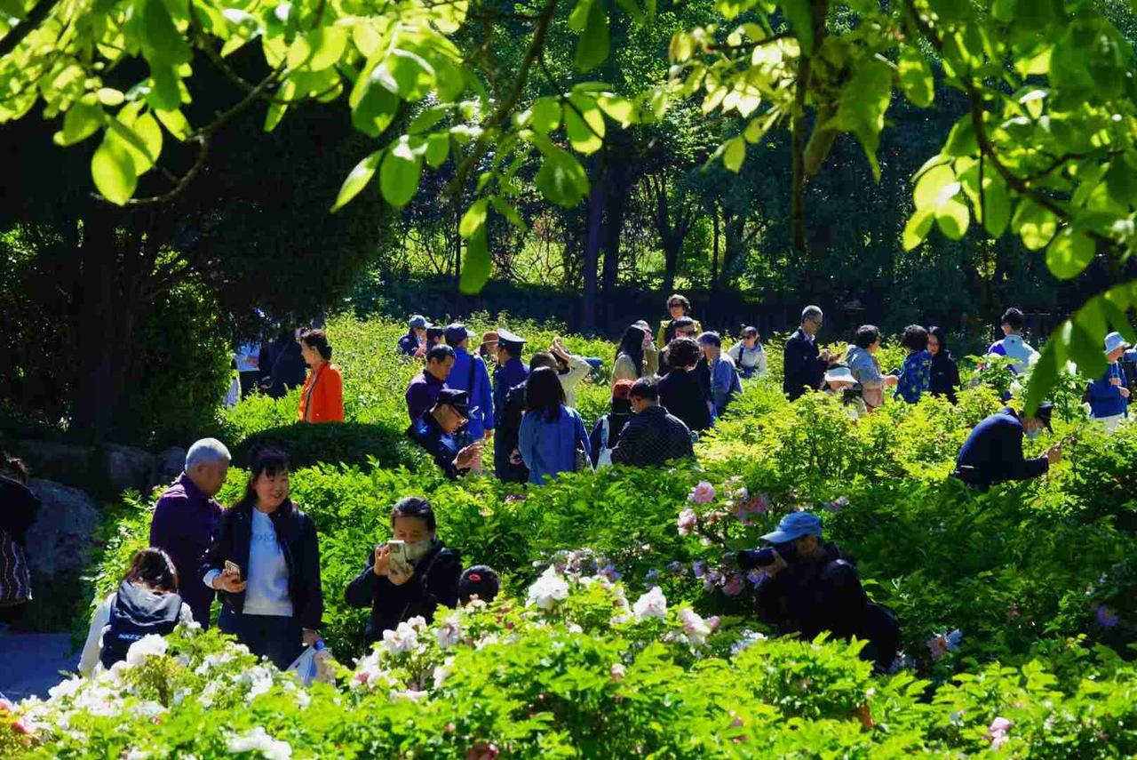 今天阳光灿烂，有点早想去迎泽公园看看芍药花。走进迎泽公园牡丹园发现芍药还没有开，