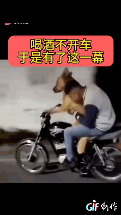 图一：一个狗子能有多厉害？听说铲屎官喝酒了，马上开着摩托车来接。
图二：它们不是
