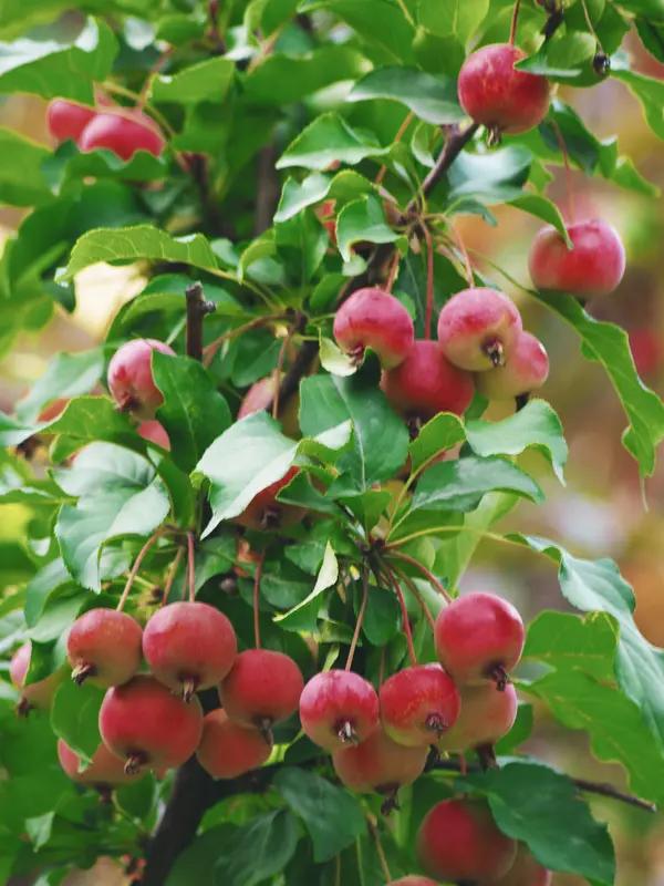 200元买苹果树，苹果竟是螺丝拧的？报警后才知这套路骗了好多人！
 花200块买