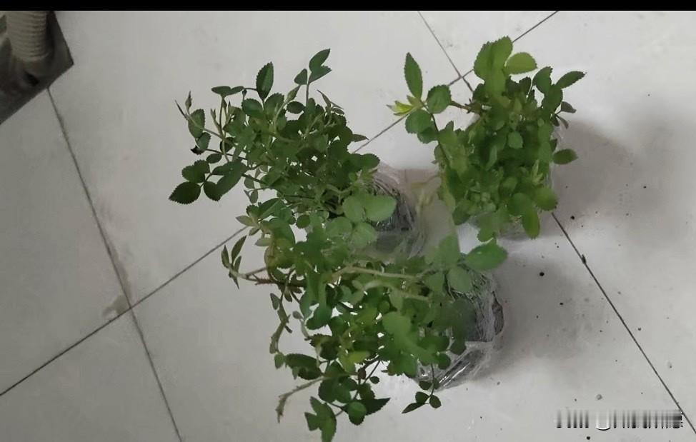 流量不够用,套餐资费高怎么办?换一个保号套餐，再搞一个几百个G的流量卡，基本就差