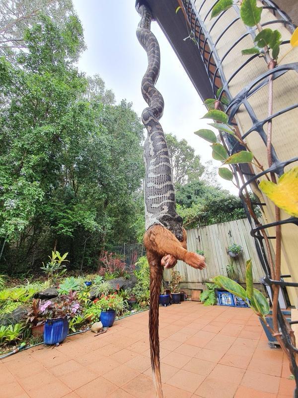 家人们谁懂啊，巴厘岛暴雨的时候，居然有近5米长的巨蟒游过居民区！想象一下那场景，