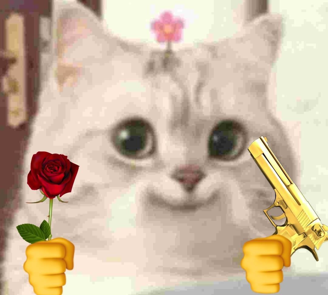 表情包猫猫塑王鹤棣双11疯狂好六夜 ​​​