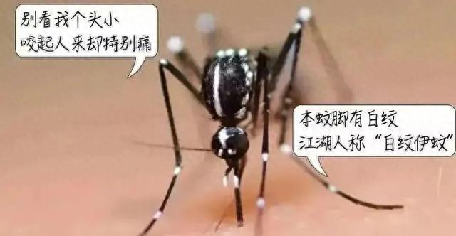 “秋蚊子”战斗力爆表！确认过眼神，这几类是蚊子偏爱的人