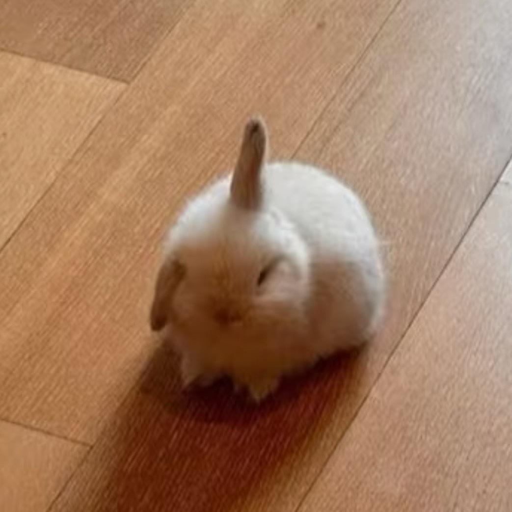 贺峻霖  ʕ๑•̀•́) 